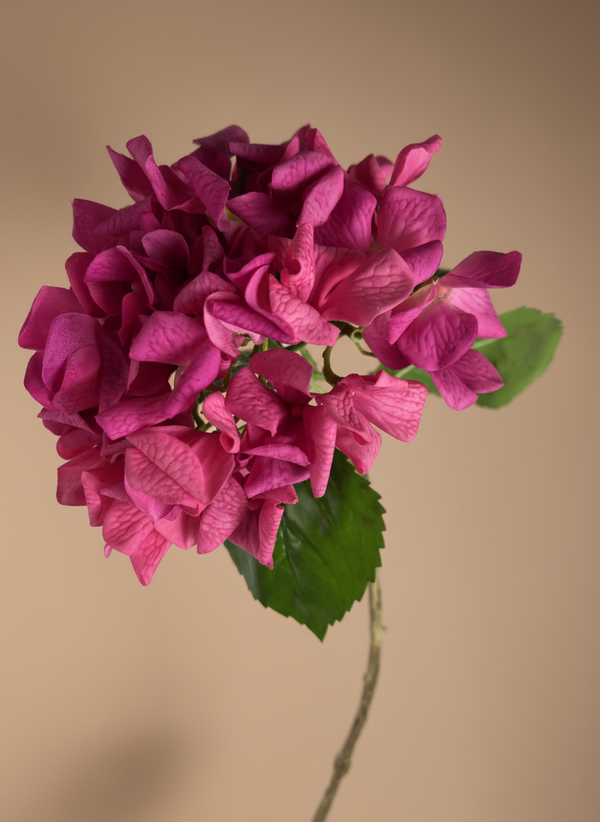 Realistic real touch fuchsia pink artificial hydrangea flower stem against neutral background #fuchsia-pink