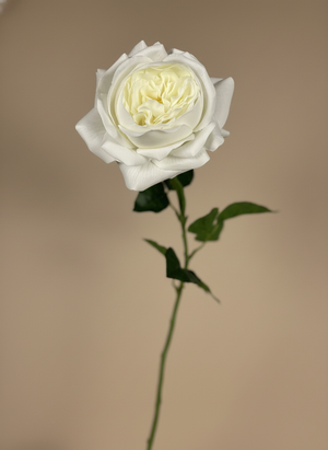 Premium single real touch faux white rose stem with layered petals and natural green leaves on a neutral background #white
