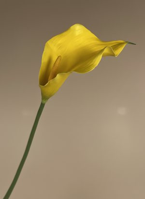 Single faux yellow calla lily single stem with elegant curved bloom #yellow