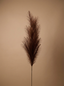 Single life-like brown pampas grass plant for minimalist home decor #deep-brown