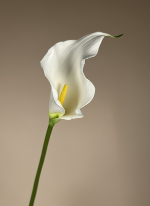 Single faux white calla lily single stem with elegant curved bloom #white