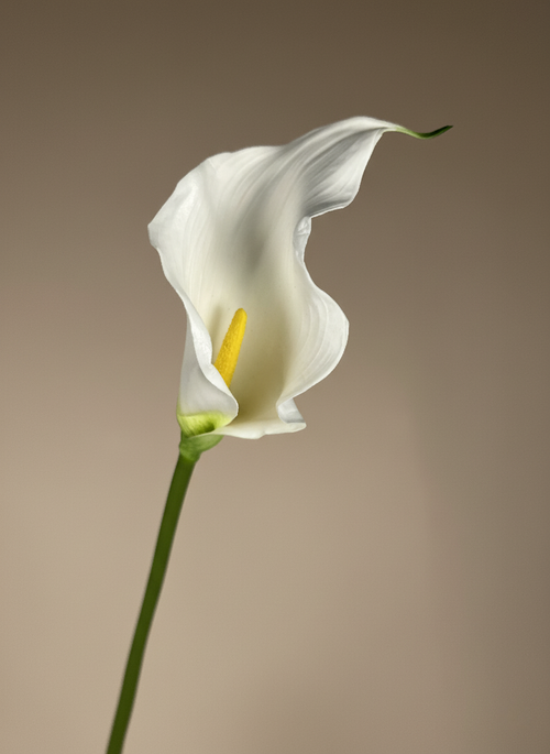 Single faux white calla lily single stem with elegant curved bloom #white
