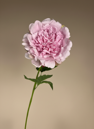 Elegant pink real touch peony artificial flower stem with lifelike detail #baby-pink
