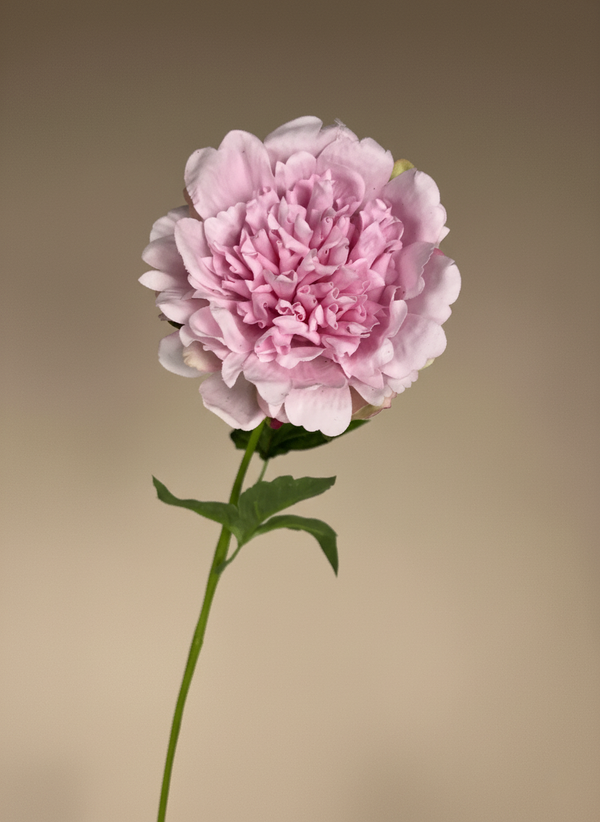 Elegant pink real touch peony artificial flower stem with lifelike detail #baby-pink