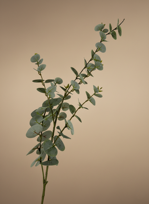 Green artificial eucalyptus branch with round silver-dollar leaves against a neutral tan background
