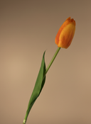 Single real touch orange faux tulip stem with lifelike petals and natural green leaf on beige background #apricot-orange