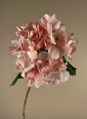 Realistic real touch pink artificial hydrangea flower stem against neutral background #peachy-pink