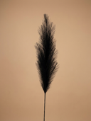 Single realistic black pampas grass plant against a beige background #black