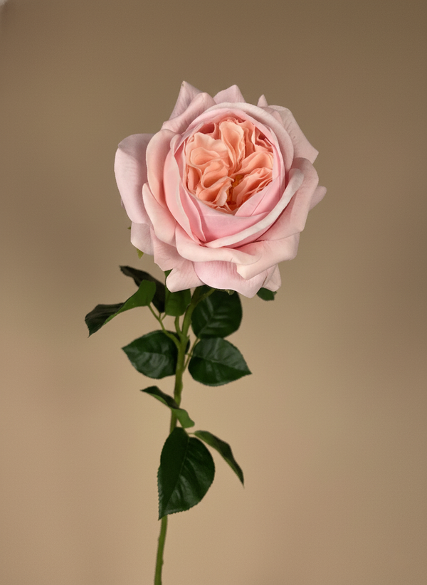 Premium single real touch faux pink rose stem with layered petals and natural green leaves on a neutral background #pink